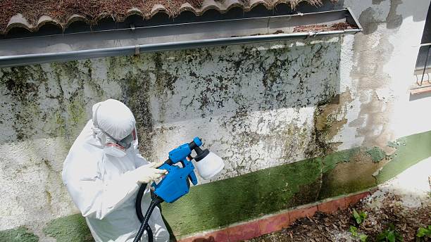 Trusted Basement Mold Remediation service in West Orange, NJ - Cheap Mold Removal